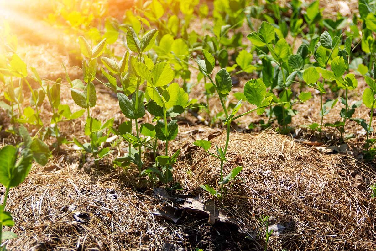 mulched vegetable garden, organic material, healthy plants