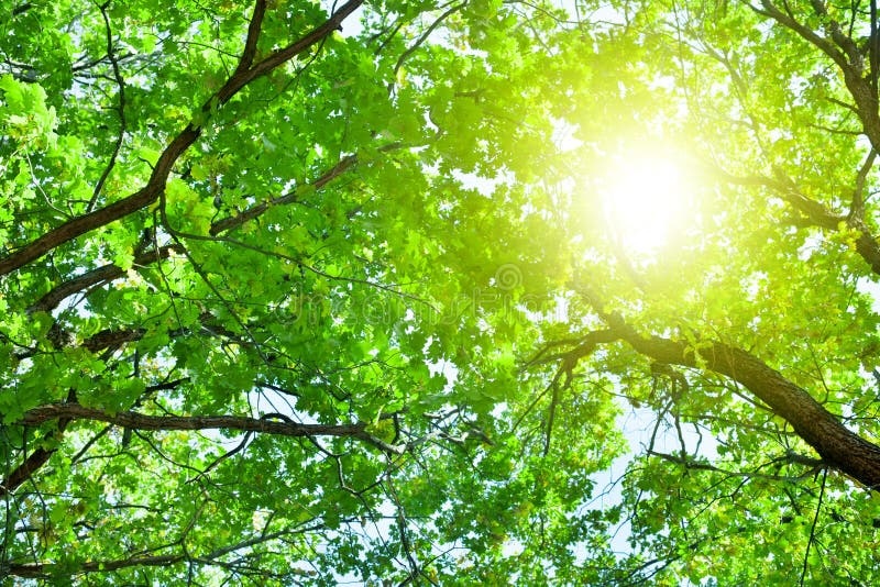 nature, forest, trees, leaves, sunlight