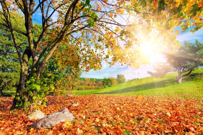 autumn leaves, sunlight, melancholy