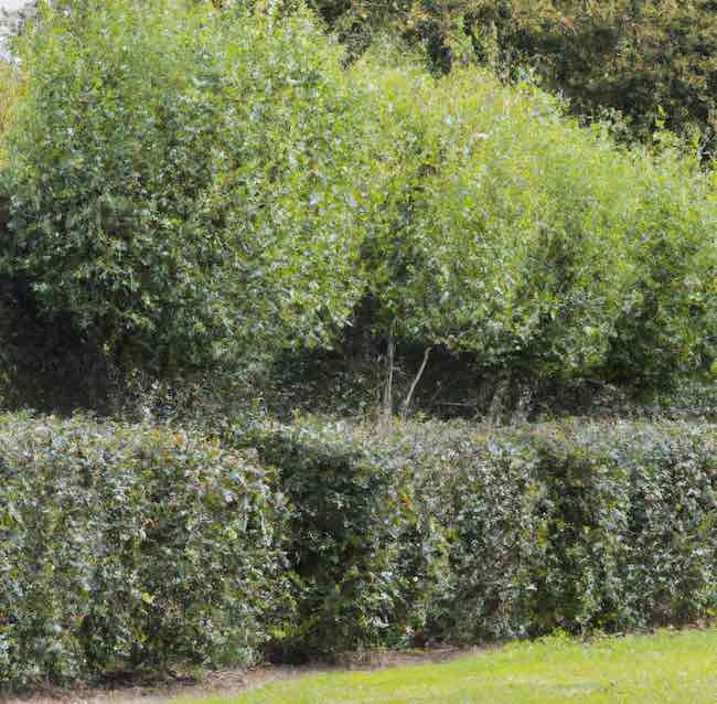garden, windbreak, hedge, trees, protection