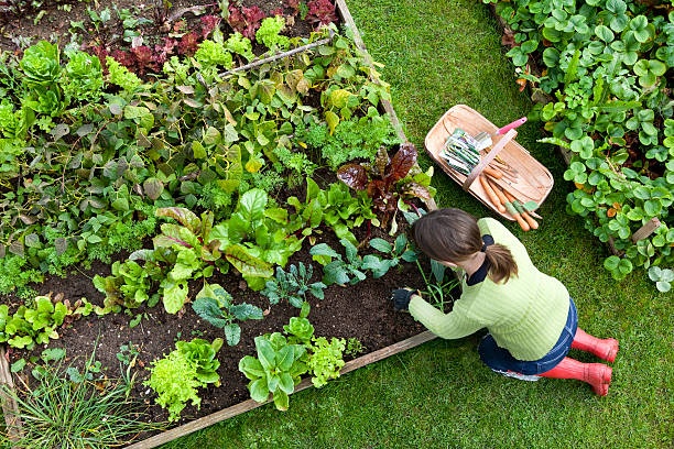 gardener, observing plants, garden tools
