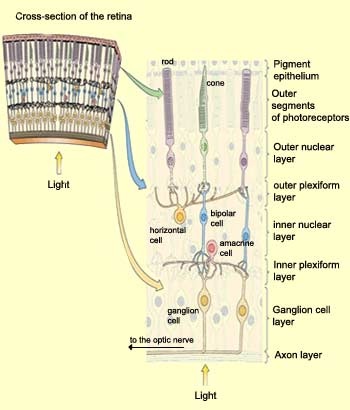 diagram of neural pathways, showing interference patterns