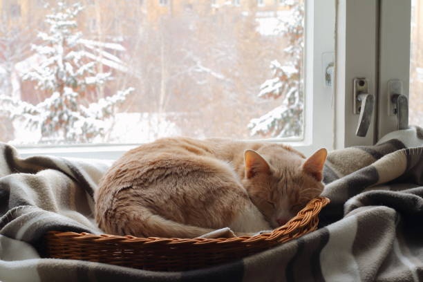 cat,sleeping,cozy,window