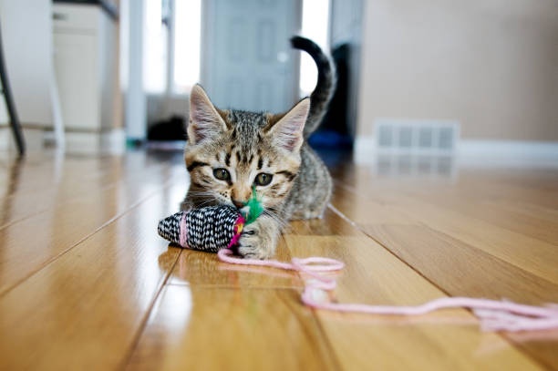 cat,playing,toys,box