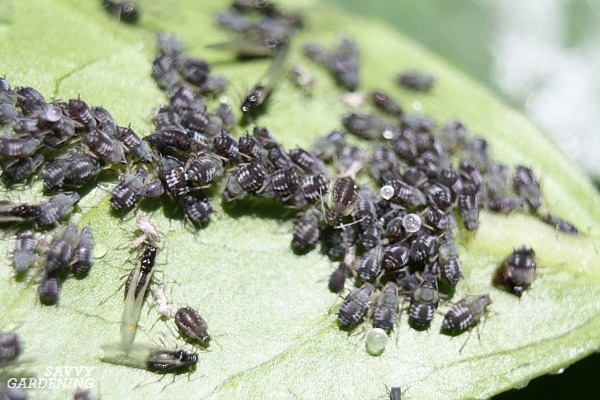 garden,vegetables,pests,organic