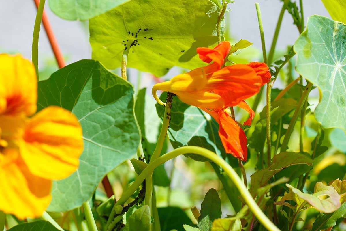 nasturtium flowers,garden,pests