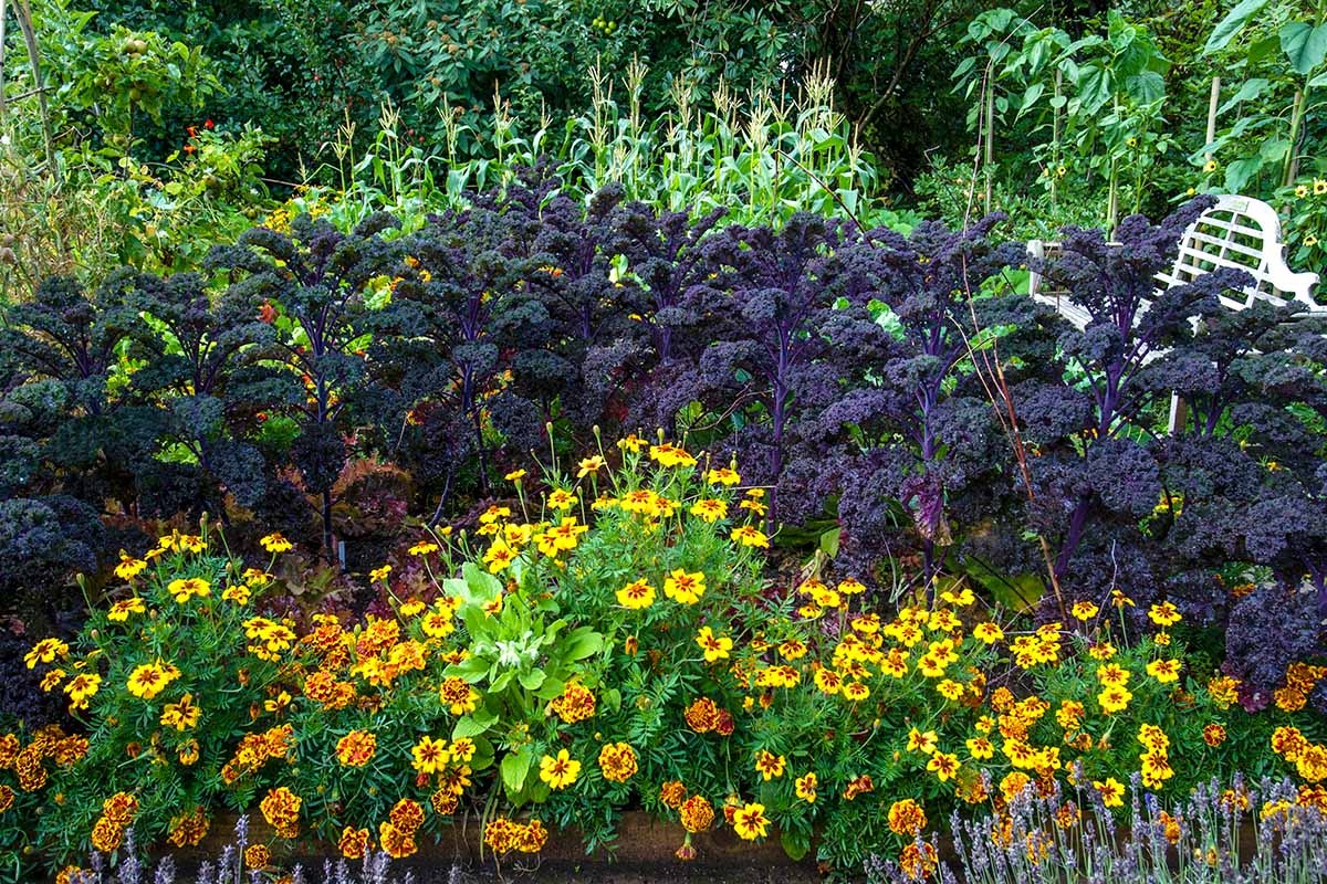 marigolds flowers,garden,pests