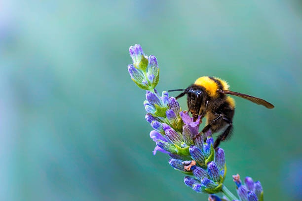 lavender flowers,garden,pests