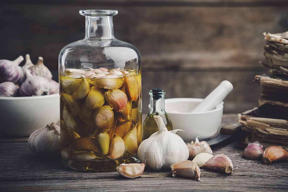 garlic cloves,garden,pests