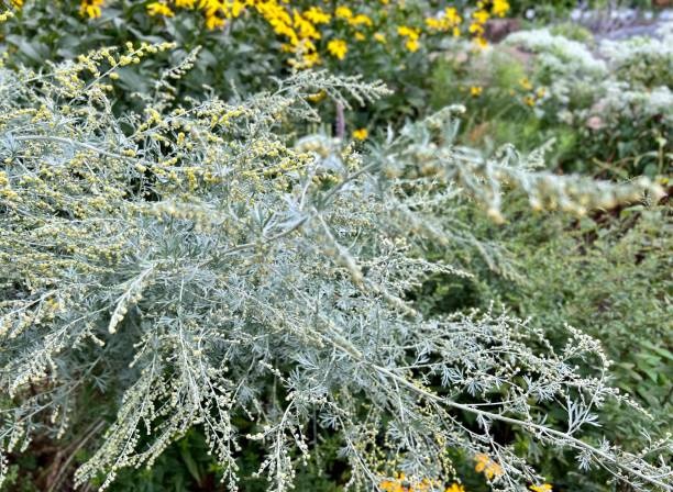 wormwood plant,garden,pests