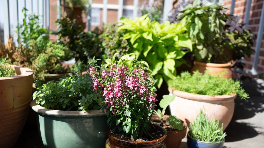 balcony, plants, aromatherapy diffuser, outdoor space
