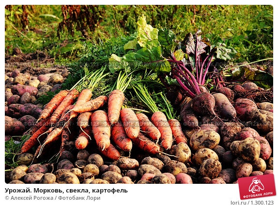 морковь, свекла, кофейная гуща, удобрение
