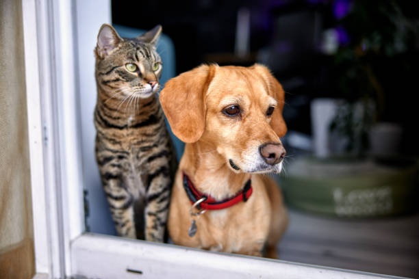 dog,cat,pet,happy,home