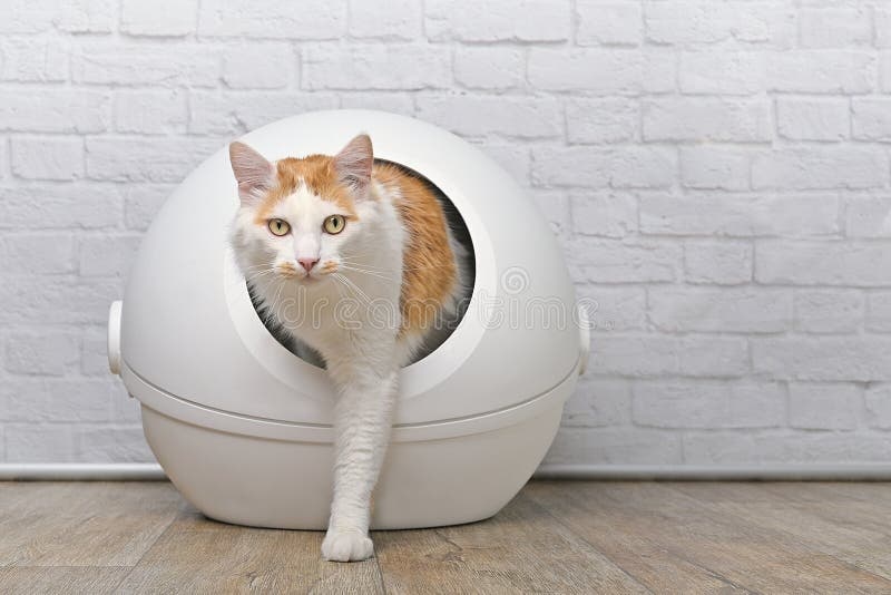 litter box,cat,automatic,cleaning