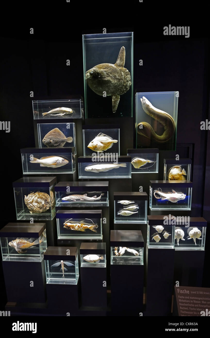 display case with preserved parasites