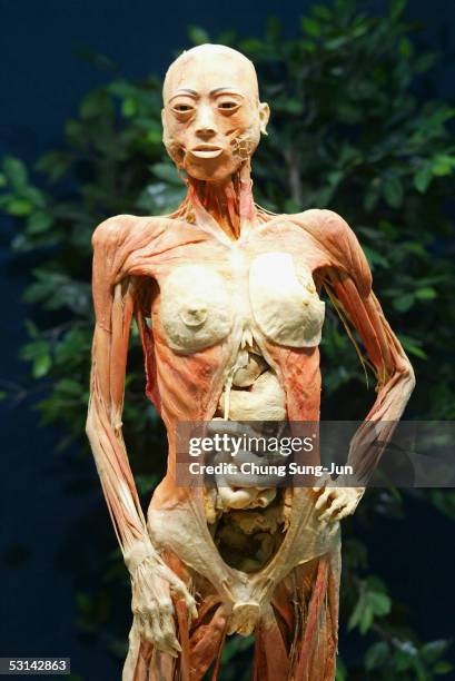 human body preserved in plastic
