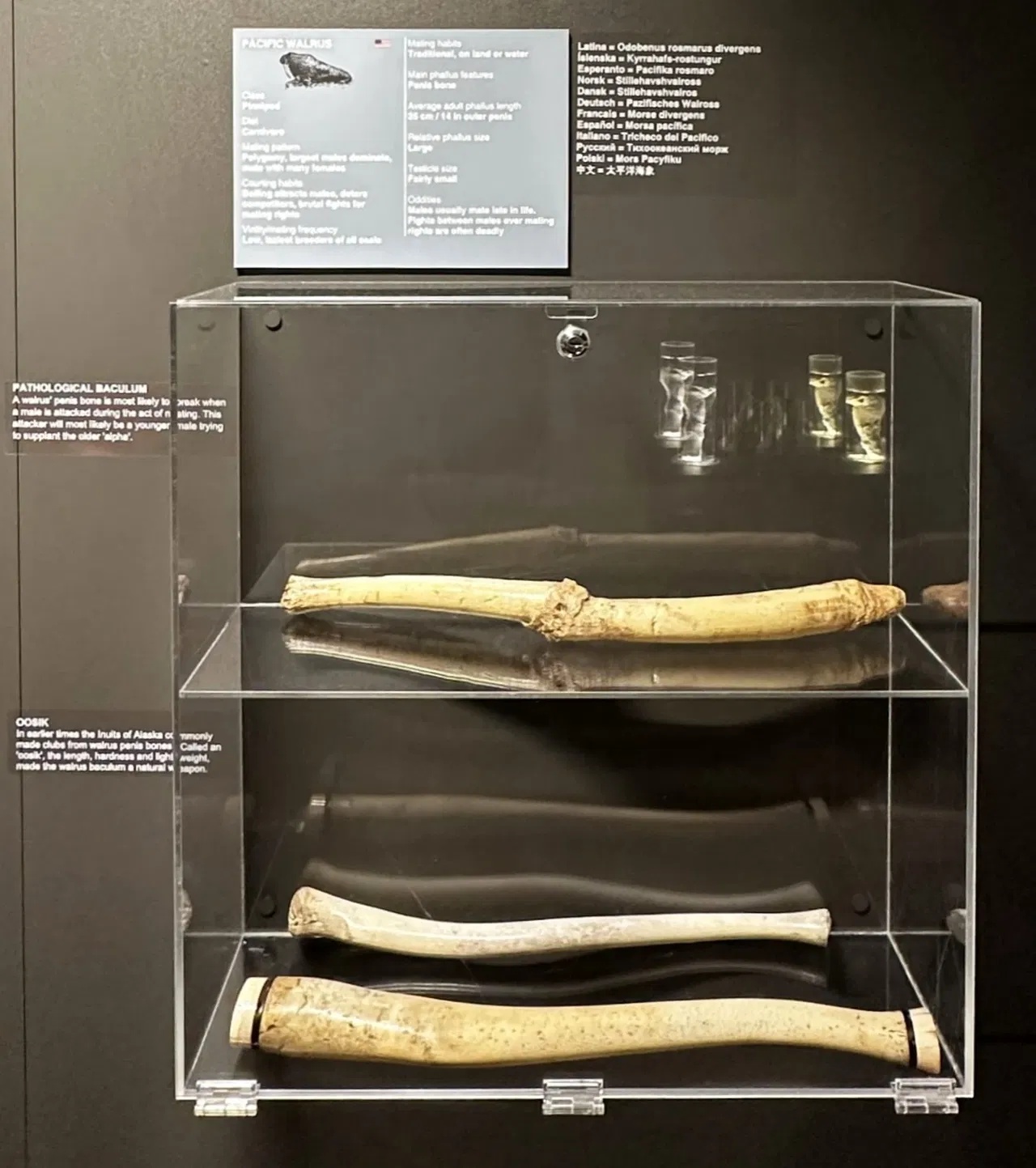 display case with various penises
