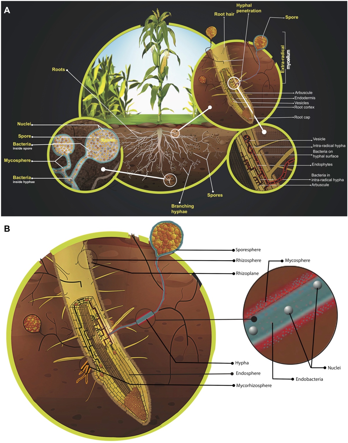 roots,mycorrhizae,fungi,soil