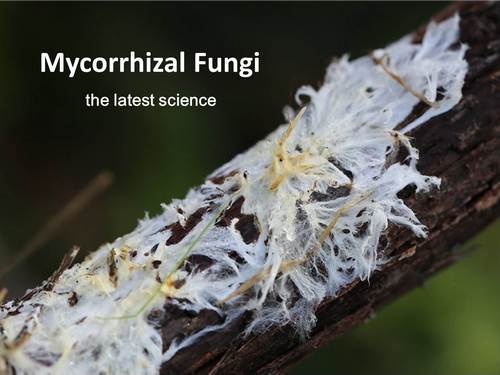 mycorrhizae,fungi,roots,close-up