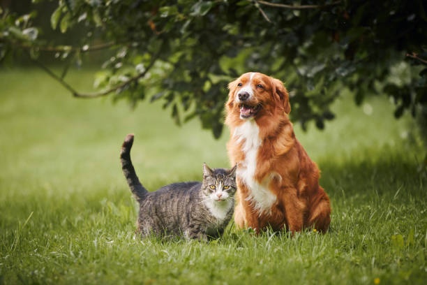 dog,cat,happy,playing,home