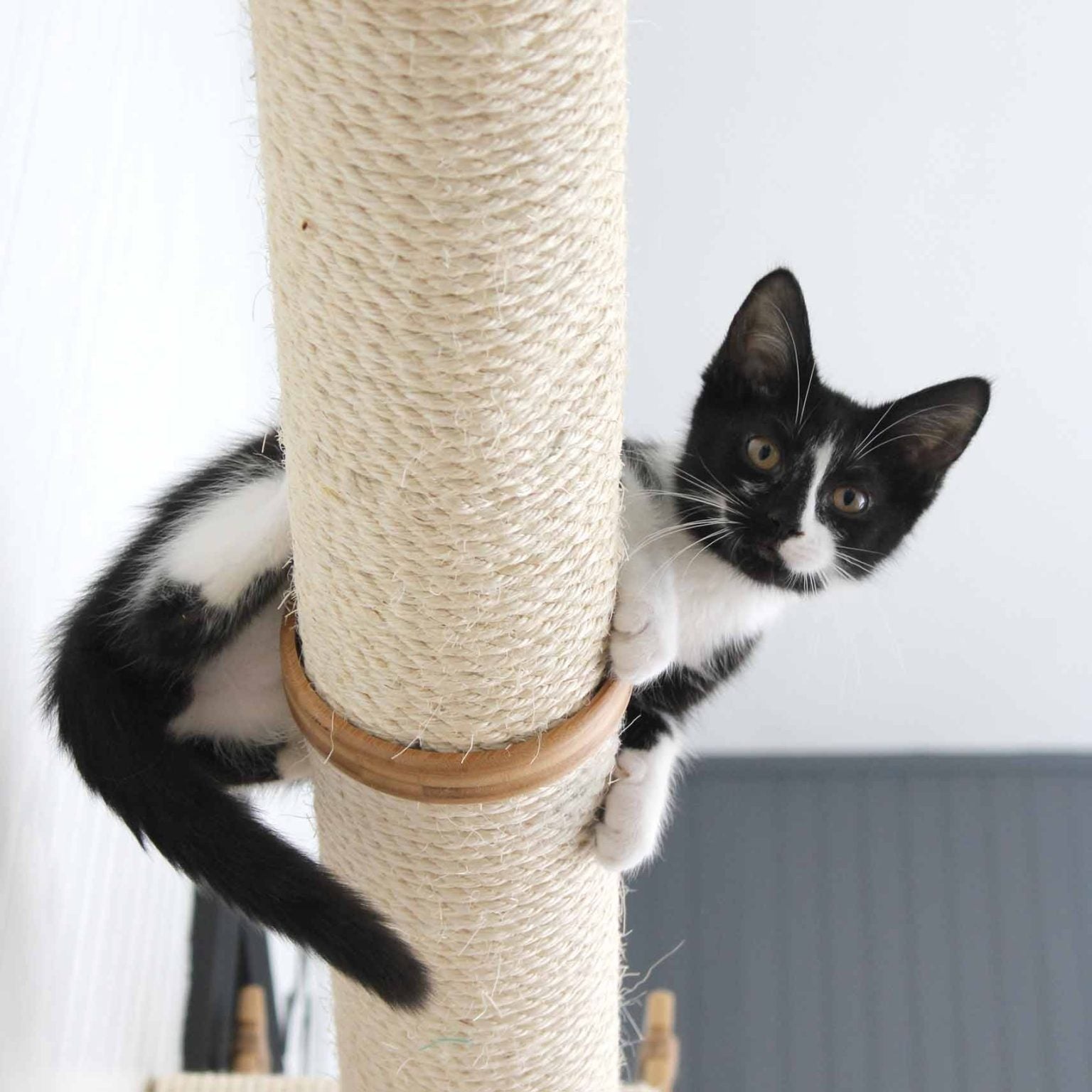 cat,cat tree,scratching post,playing