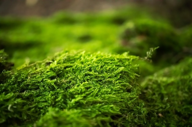 moss,forest,green,nature