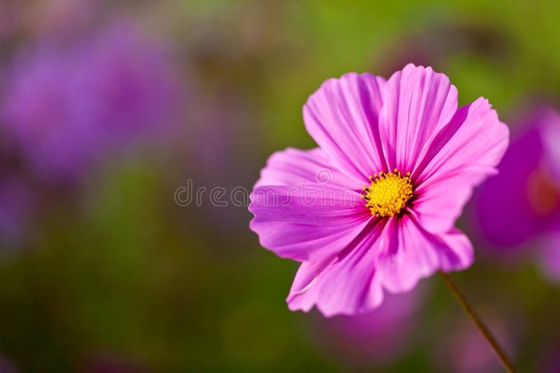 macro flower photography,shallow depth of field,bokeh