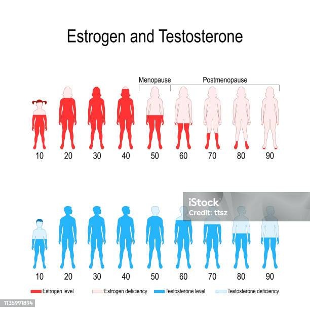 hormone levels chart, estrogen, testosterone