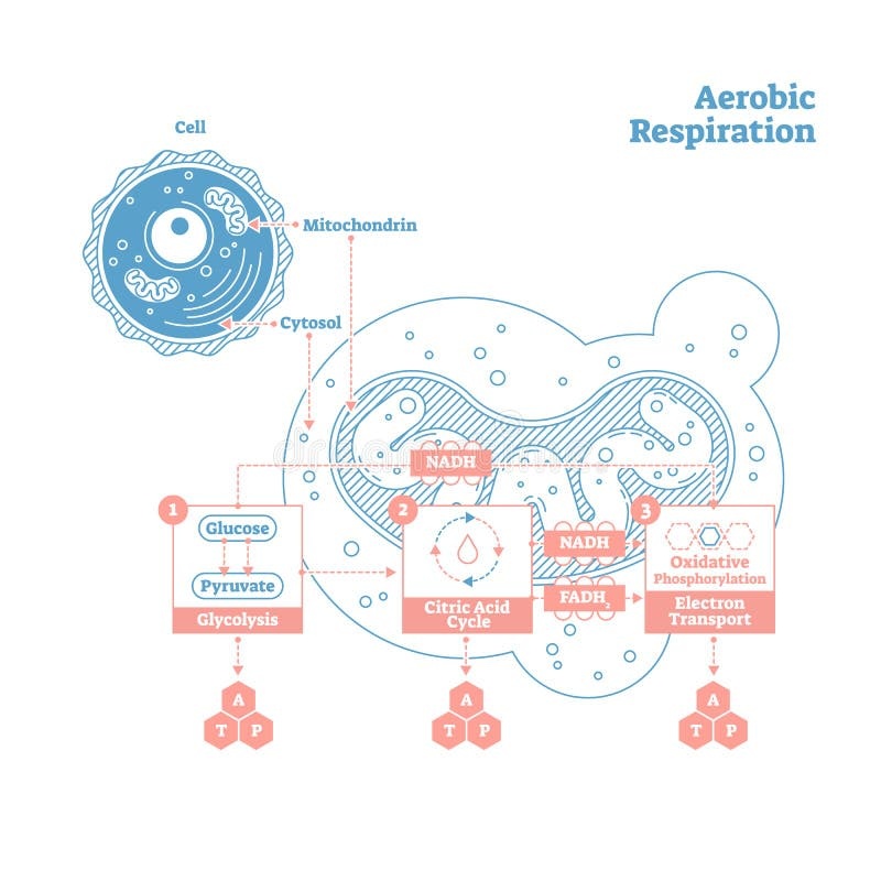 mitochondria diagram, cellular energy