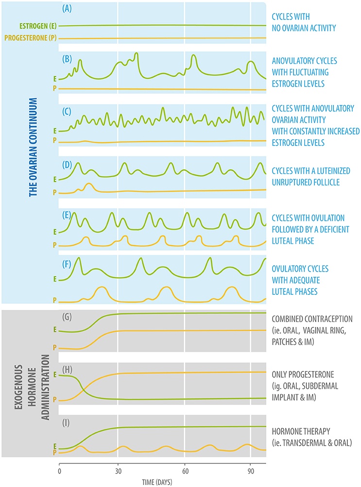 graph, testosterone, estrogen, brain activity