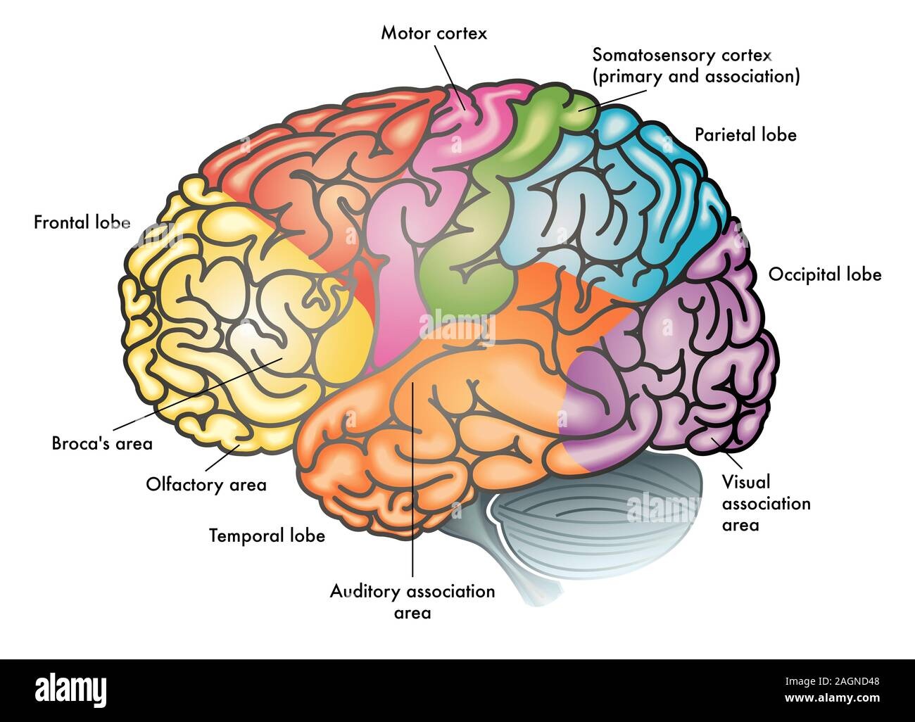 brain, male, female, different areas highlighted