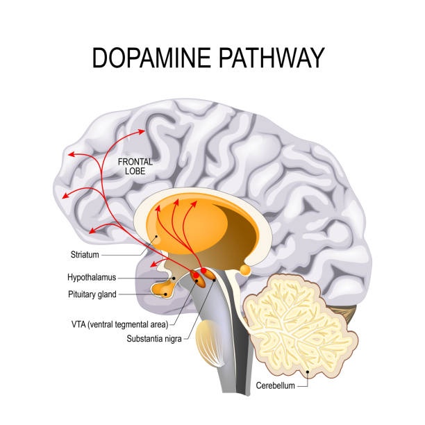 dopamine,brain,reward,circuit