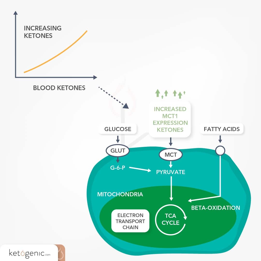 glucose,ketones,energy,comparison
