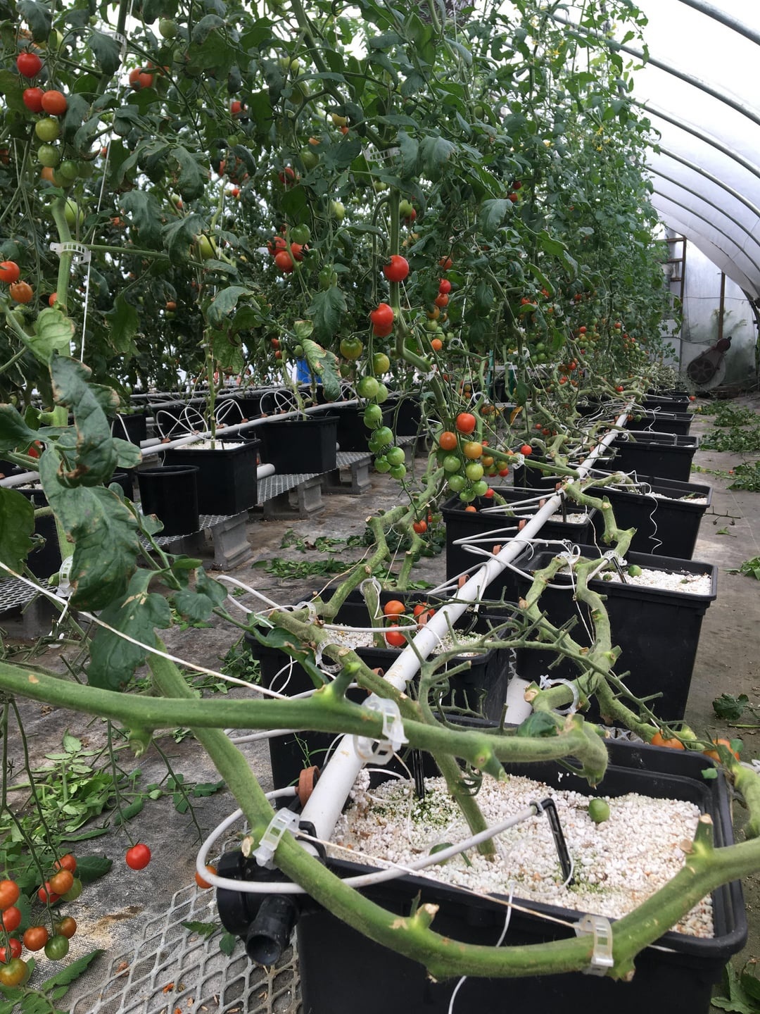 hydroponics, vertical garden, tomatoes
