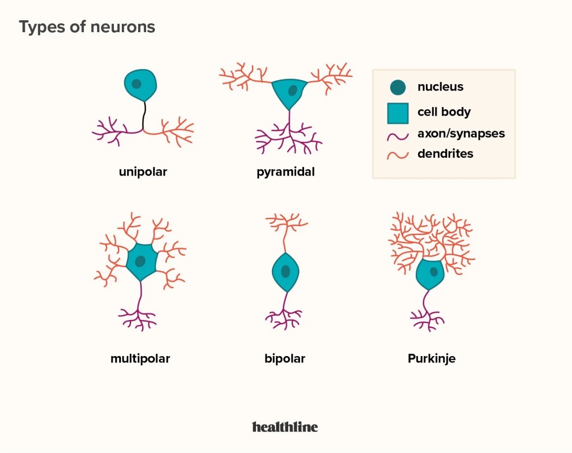 brain, anxiety, neurons, connections