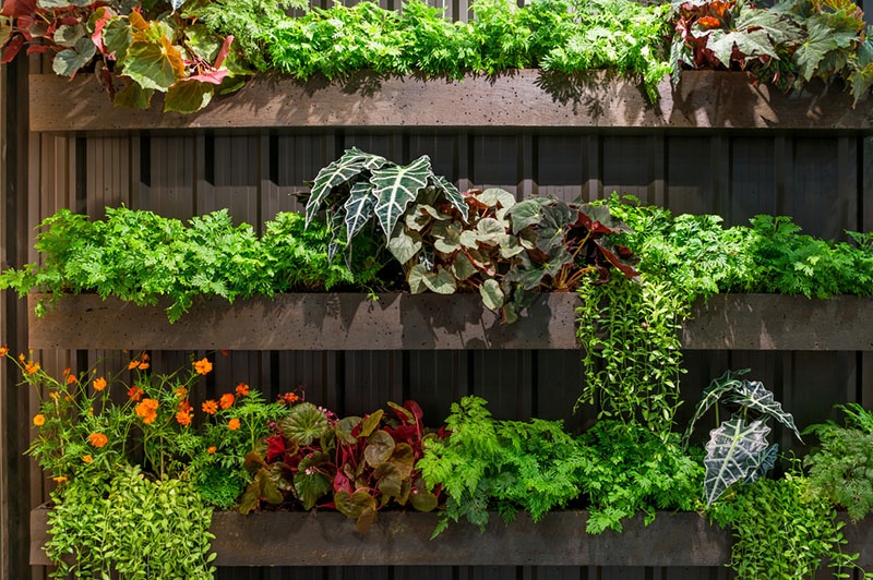 succulents,vertical garden,balcony,sunlight