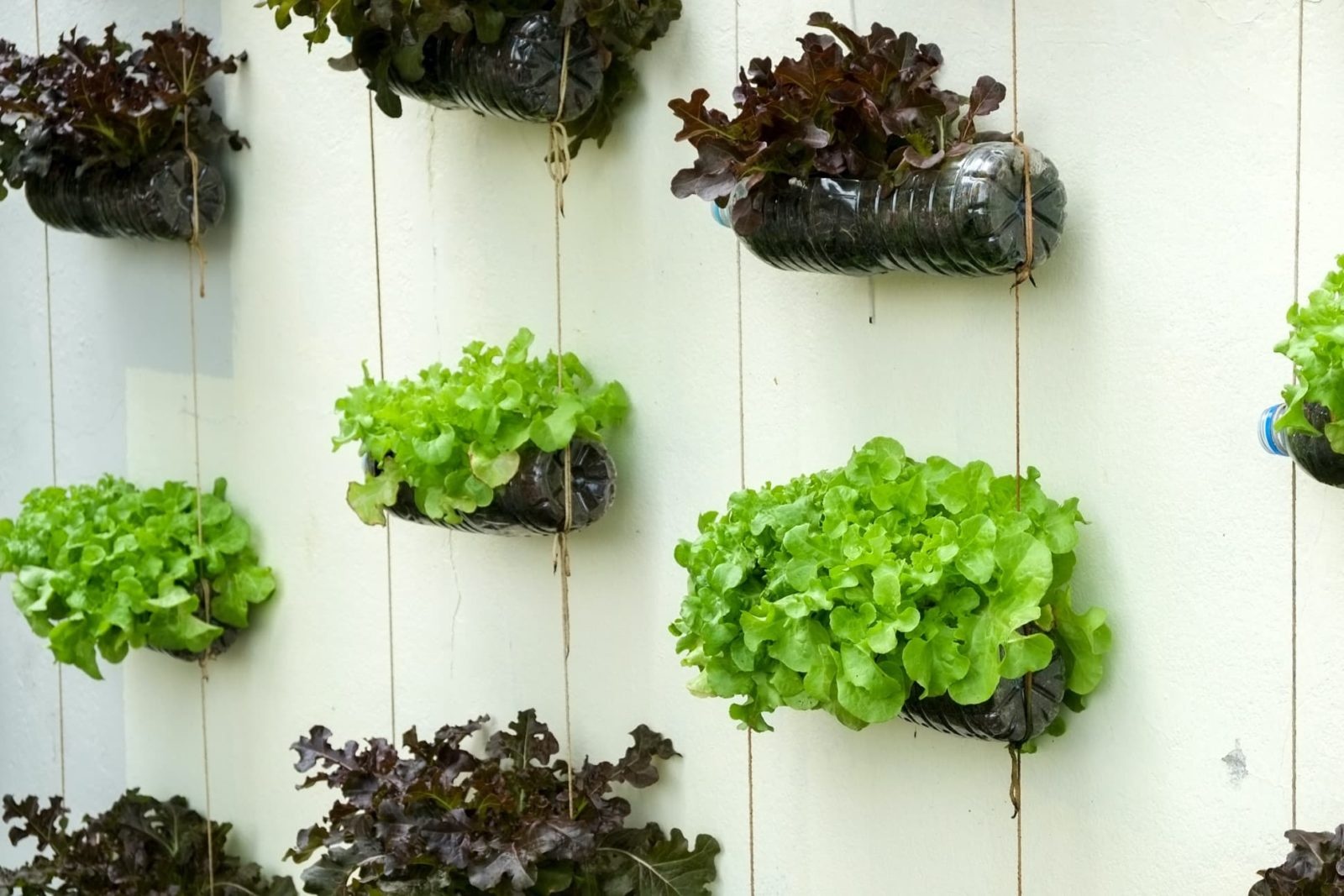 metal cans,vertical garden,plants,industrial