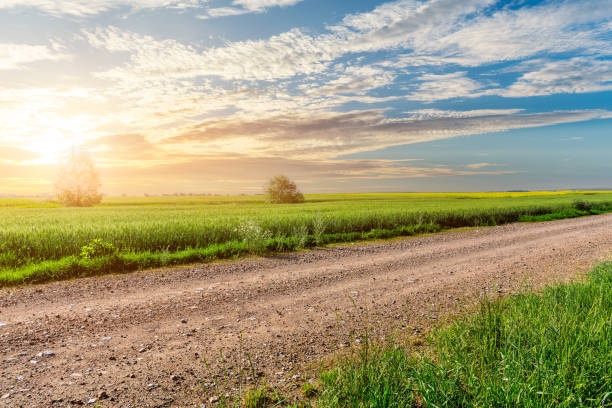 field,green,wheat,sun,rural