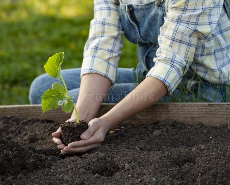 hands,soil,seeds,garden,spring