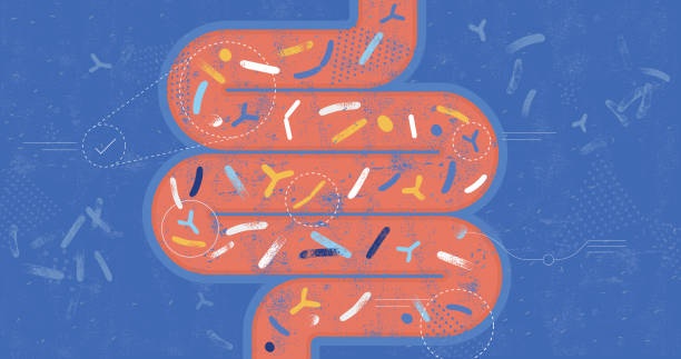gut microbiome, bacteria, illustration