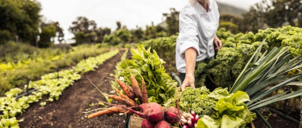 volunteering, farm, vegetables