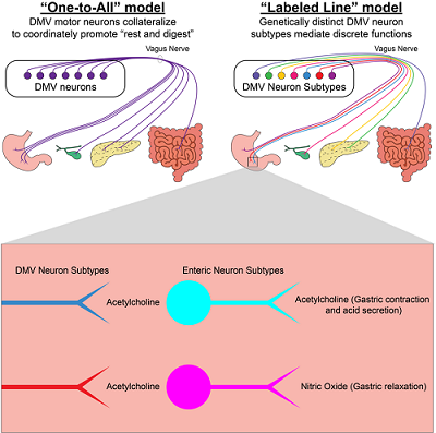 brain,intestine,connection,neurons