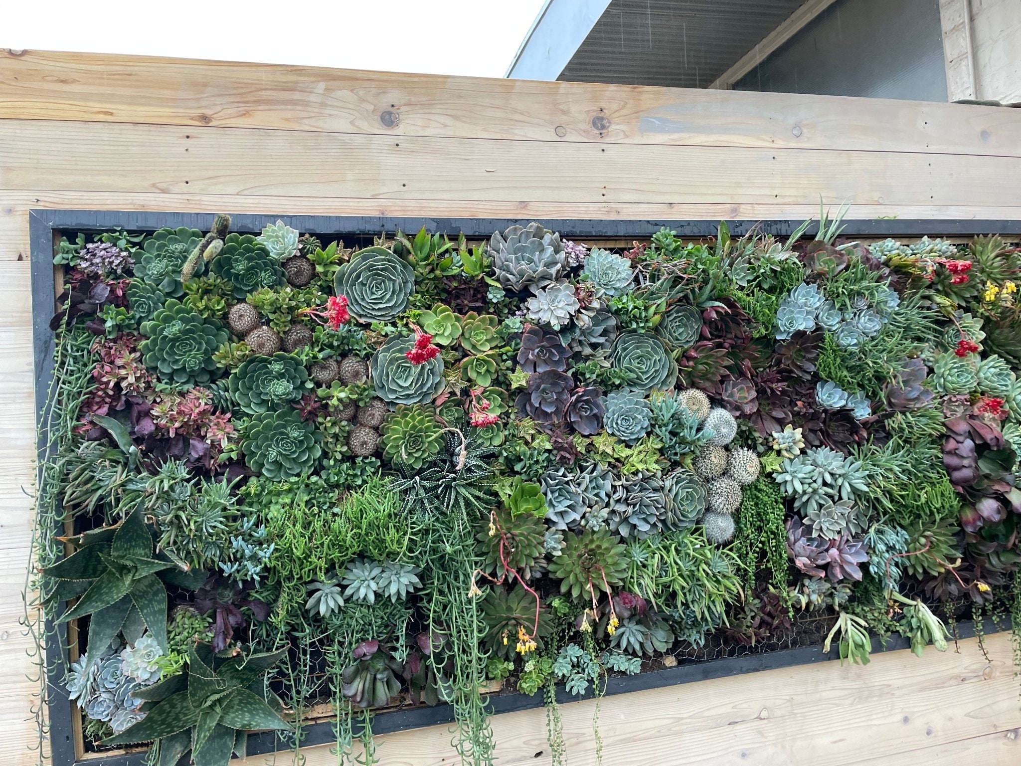 succulents,vertical garden,garden,eco-friendly