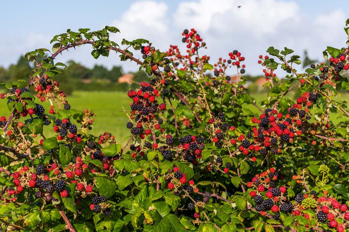 blackberries,berries,bush,summer
