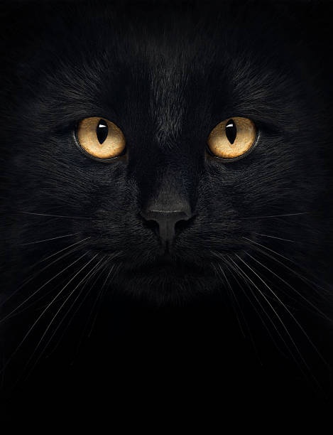 cat,black,eyes,portrait