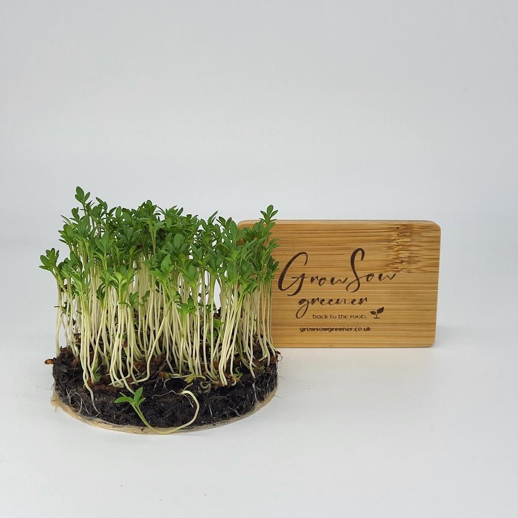 seeds,variety,microgreens,sprouts