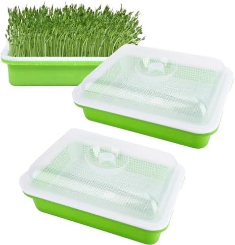 sprouts,germination,seeds,container