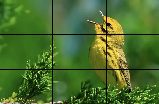 bird, perched, branch, rule of thirds
