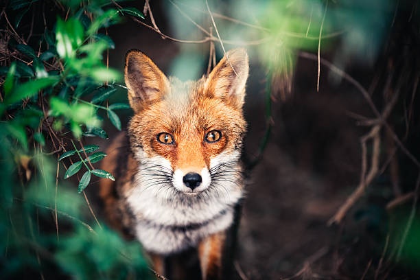 fox, close-up, portrait, wildlife