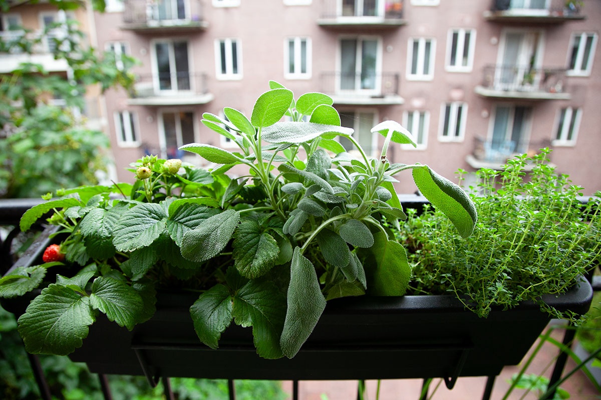 herbs,basil,rosemary,thyme,balcony